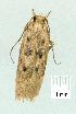  ( - gvc14433-1L)  @12 [ ] Copyright (2004) Unspecified Research Collection of Graeme Cocks