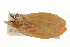  ( - gvc5752-1L)  @13 [ ] CreativeCommons - Attribution (2004) Unspecified Centre for Biodiversity Genomics