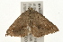  ( - gvc5761-1L)  @13 [ ] CreativeCommons - Attribution (2004) Unspecified Centre for Biodiversity Genomics