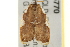  ( - gvc5770-1L)  @13 [ ] CreativeCommons - Attribution (2004) Unspecified Centre for Biodiversity Genomics