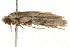  ( - gvc5788-1L)  @13 [ ] CreativeCommons - Attribution (2004) Unspecified Centre for Biodiversity Genomics