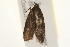  ( - gvc5874-1L)  @12 [ ] CreativeCommons - Attribution (2004) Unspecified Centre for Biodiversity Genomics
