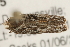 ( - gvc6115-1L)  @12 [ ] CreativeCommons - Attribution (2004) Unspecified Centre for Biodiversity Genomics