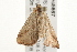  ( - gvc5667-1L)  @13 [ ] CreativeCommons - Attribution (2004) Unspecified Centre for Biodiversity Genomics