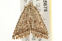  ( - gvc5674-1L)  @13 [ ] CreativeCommons - Attribution (2004) Unspecified Centre for Biodiversity Genomics