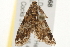  ( - gvc5868-1L)  @12 [ ] CreativeCommons - Attribution (2004) Unspecified Centre for Biodiversity Genomics