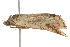  ( - gvc5582-1L)  @13 [ ] CreativeCommons - Attribution (2004) Unspecified Centre for Biodiversity Genomics