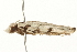 ( - gvc5956-1L)  @13 [ ] CreativeCommons - Attribution (2004) Unspecified Centre for Biodiversity Genomics