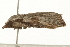  ( - gvc6394-1L)  @12 [ ] CreativeCommons - Attribution (2004) Unspecified Centre for Biodiversity Genomics