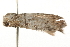  ( - gvc5503-1L)  @12 [ ] CreativeCommons - Attribution (2010) Unspecified Centre for Biodiversity Genomics