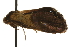  ( - gvc6044-1L)  @13 [ ] CreativeCommons - Attribution (2010) Unspecified Centre for Biodiversity Genomics