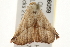  ( - gvc6059-1L)  @13 [ ] CreativeCommons - Attribution (2010) Unspecified Centre for Biodiversity Genomics