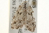 ( - gvc6075-1L)  @12 [ ] CreativeCommons - Attribution (2010) Unspecified Centre for Biodiversity Genomics