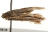  ( - gvc7093)  @12 [ ] CreativeCommons - Attribution (2010) Unspecified Centre for Biodiversity Genomics