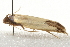  ( - gvc6278-1L)  @13 [ ] CreativeCommons - Attribution (2010) Unspecified Centre for Biodiversity Genomics