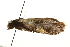  ( - gvc7412-1L)  @12 [ ] CreativeCommons - Attribution (2010) Unspecified Centre for Biodiversity Genomics