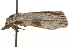  ( - gvc7452)  @13 [ ] CreativeCommons - Attribution (2010) Unspecified Centre for Biodiversity Genomics