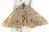  ( - gvc7393)  @11 [ ] CreativeCommons - Attribution (2010) Unspecified Centre for Biodiversity Genomics