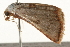  ( - gvc8103)  @13 [ ] CreativeCommons - Attribution (2010) Unspecified Centre for Biodiversity Genomics