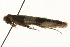  (Erechthias niphoplaca - gvc8134)  @13 [ ] CreativeCommons - Attribution (2010) Unspecified Centre for Biodiversity Genomics