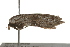  ( - gvc7309)  @12 [ ] CreativeCommons - Attribution (2010) Unspecified Centre for Biodiversity Genomics