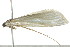  (Scirpophaga sp. 3 - gvc3450)  @12 [ ] CreativeCommons - Attribution (2010) Unspecified Centre for Biodiversity Genomics