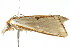  (Neargyria sp. 1 - gvc7547)  @14 [ ] CreativeCommons - Attribution (2010) Unspecified Centre for Biodiversity Genomics