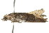  ( - gvc8205)  @13 [ ] CreativeCommons - Attribution (2010) Unspecified Centre for Biodiversity Genomics