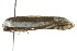 ( - gvc6550)  @12 [ ] CreativeCommons - Attribution (2010) CBG Photography Group Centre for Biodiversity Genomics