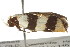  ( - gvc6568)  @12 [ ] CreativeCommons - Attribution (2010) CBG Photography Group Centre for Biodiversity Genomics