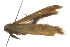 ( - gvc6588)  @12 [ ] CreativeCommons - Attribution (2010) CBG Photography Group Centre for Biodiversity Genomics