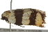  ( - gvc6603)  @12 [ ] CreativeCommons - Attribution (2010) CBG Photography Group Centre for Biodiversity Genomics