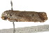  ( - gvc6644)  @13 [ ] CreativeCommons - Attribution (2010) CBG Photography Group Centre for Biodiversity Genomics