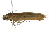  ( - gvc7020)  @12 [ ] CreativeCommons - Attribution (2010) CBG Photography Group Centre for Biodiversity Genomics
