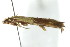  ( - gvc7150)  @13 [ ] CreativeCommons - Attribution (2010) CBG Photography Group Centre for Biodiversity Genomics