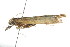  ( - gvc7402)  @12 [ ] CreativeCommons - Attribution (2010) CBG Photography Group Centre for Biodiversity Genomics