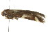  (Limnaecia tetraplanetis - gvc7625)  @13 [ ] CreativeCommons - Attribution (2010) CBG Photography Group Centre for Biodiversity Genomics