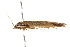  ( - gvc7723)  @13 [ ] CreativeCommons - Attribution (2010) CBG Photography Group Centre for Biodiversity Genomics