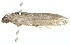  ( - 2006-LOQT-297)  @12 [ ] CreativeCommons - Attribution (2010) CBG Photography Group Centre for Biodiversity Genomics