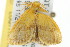  ( - 2006-LOQT-303)  @13 [ ] CreativeCommons - Attribution (2010) CBG Photography Group Centre for Biodiversity Genomics