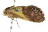  ( - 2006-LOQT-317)  @13 [ ] CreativeCommons - Attribution (2010) CBG Photography Group Centre for Biodiversity Genomics