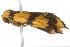  ( - 2006-LOQT-318)  @12 [ ] CreativeCommons - Attribution (2010) CBG Photography Group Centre for Biodiversity Genomics