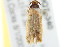  ( - 2006-LOQT-340)  @13 [ ] CreativeCommons - Attribution (2010) CBG Photography Group Centre for Biodiversity Genomics