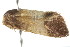  (Eupselia sp. ANICMK7 - 2006-LOQT-352)  @14 [ ] CreativeCommons - Attribution (2010) CBG Photography Group Centre for Biodiversity Genomics