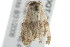  ( - 2006-LOQT-386)  @13 [ ] CreativeCommons - Attribution (2010) CBG Photography Group Centre for Biodiversity Genomics
