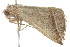  ( - 2006-LOQT-408)  @12 [ ] CreativeCommons - Attribution (2010) CBG Photography Group Centre for Biodiversity Genomics