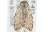  ( - 2006-LOQT-411)  @12 [ ] CreativeCommons - Attribution (2010) CBG Photography Group Centre for Biodiversity Genomics