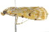  ( - 2006-LOQT-414)  @13 [ ] CreativeCommons - Attribution (2010) CBG Photography Group Centre for Biodiversity Genomics