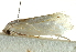  ( - gvc17100-1L)  @12 [ ] CreativeCommons - Attribution (2012) CBG Photography Group Centre for Biodiversity Genomics