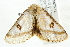  ( - gvc5575-1L)  @12 [ ] CreativeCommons - Attribution (2012) CBG Photography Group Centre for Biodiversity Genomics